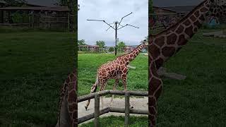 Giraffes!