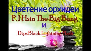 Зацвел Big Bang. Азиатские орхидеи.P. I Hsin The Big Bang . Dtps  Black Lightning Flash