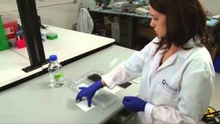 Western Blot Visual Protocol  Phase 3  Membrane Transfer