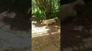 Zenga Persian Cat | The Detective 🕵️‍♂️ Sniffing Cat 🐈 | Funny Cat #shorts