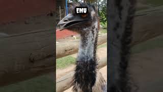 Emu bird #shorts #viral #trending