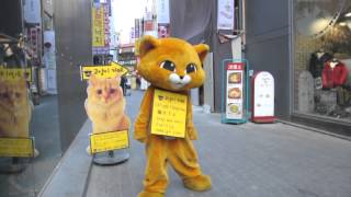 Korean Cat Cafe Mascot Shuffling!