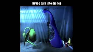 larvae turns into dishes