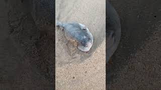 Monster fish Founded in Neelangarai Blue Beach #fishing #subscribe for more videos.