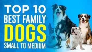 Top 10 Best Family Dogs: Small to Medium Breeds