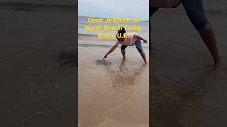 Monster Barrel Jellyfish on North Beach Tenby Wales UK 🇬🇧 #travel #uk #viralshorts