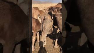 female camels🐫 #camel #animals #youtubeshorts #youtube #goat #viralvideo #viralshorts