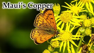 Maui's Copper Butterfly #4k #newzealandnature #butterfly #lovingnature