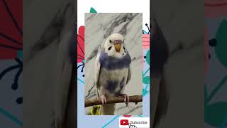 Cute innocent budgie beak  grinding♥️😍😘😎 #youtubeshorts #shorts