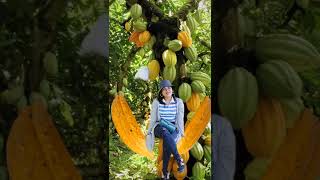 Cacao Fruit #shorts #trending #viralshort