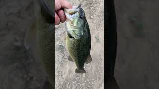 The cream, trout worm, bass #Fishing,Colorado #FishingdowntownDenver #BassFishing