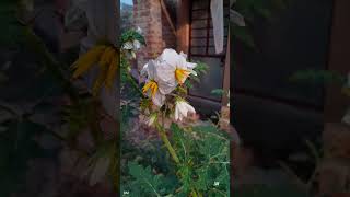 Solanum Flower #shorts #reels #shortfeed #shortvideo #youtubeshorts #solanumflower #white #viral