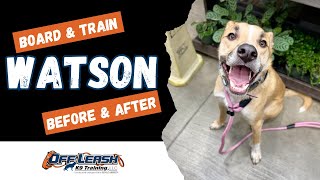 Mix Breed, 1 y/o, "Watson" | Incredible Dog Obedience Training Spokane