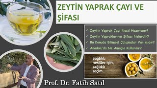 ZEYTİN YAPRAK ÇAYI VE ŞİFASI