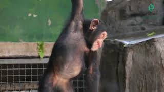 Time to Show Off! Little Chimpanzees Got Acrobat Skills On The Rope.