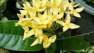 Ixora coccinea - jungle flame - propagation by stem cutting - baby plant in bloom