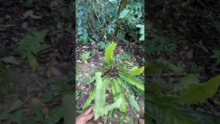 Bibit tumbuhan paku cari di hutan atau kebun kopi