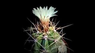 Botanic - Astrophytum ornatum