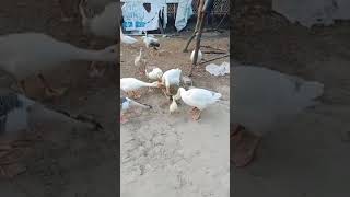 #goose #nature #duck #চিনা #funny #duckduckgoose #duckey #animals