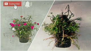 How to grow portulaca plant faster || how to grow portulaca plant from cutting.