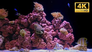 4K Aquarium Relaxation | No Music, Just Water Sounds for Deep Sleep & Meditation (12 Hours)