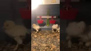 أفراخ دجاج 🐓المهجن #xbox #viral #bgmi #video #shorts #short #upsc #news #nature #اكسبلور_فولو #bgmi