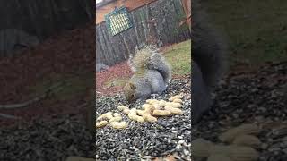 Cute Gray Squirrel | #chipmunks_and_squirrels on #Twitch