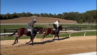 Our Miss Crossbow (outside) and Crucial Secret (rail) breezing a 1/4 on 10/18.