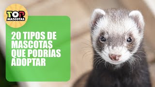 🐇🐍🐌 20 Tipos de Mascotas que podrías ADOPTAR - 2024 🐇🐍🐌