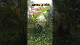 Lazones farming. soil management, cover crops #agriculture #fruitfarmers #asianfruit