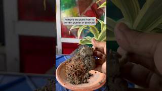 Indoor Plant Repotting Tips| Songs of India Plant Repotting| Dracaena Reflexa🪴#shorts#garden#viral