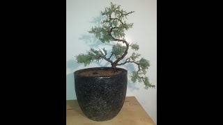 Bonsai Gray Owl Juniper semi cascade created by Dean W 18 Feb 2023