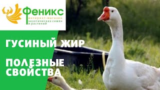 ГУСИНЫЙ ЖИР - полезные свойства