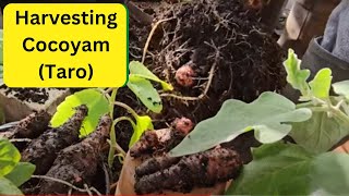 Harvesting Cocoyam (Taro)