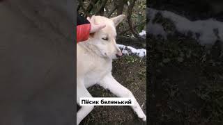 пёсик из беларусии