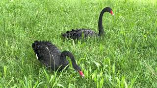 Two free black swans caught on camera - Bologna 2023 june 7 giugno - cigni neri