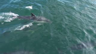 Dolphins in Lyme Bay Summer 2020