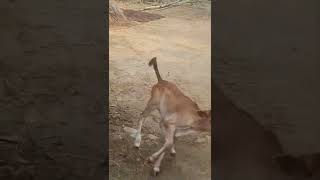 NEW born baby calf playing with the hens and cows