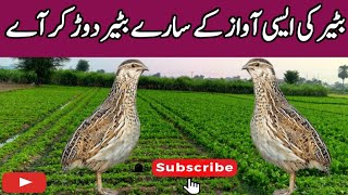 Batir Voice||Quail nice sound||Hunting voice for Quail||Bilalbirdsfarming