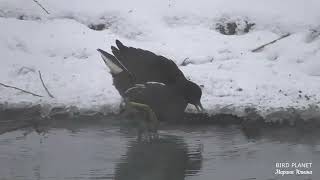 Камышница зимует в Санкт-Петербурге. The moorhen winters in St. Petersburg.