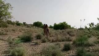 #desert #camel #beautiful #video #viral