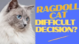 Ragdoll Cat Dilemma: Should I Stay or Go?