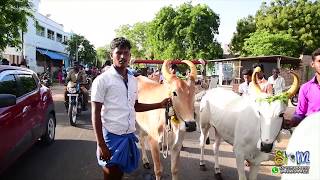 ottapidaram Rekla Race நடுமாடு ஓட்டப்பிடாரம்  மாட்டுவண்டி பந்தயம் 2018