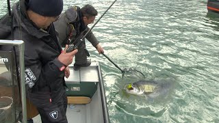 Pecanje smuđa i soma na reci Savi u Hrvatskoj Opština Rugvica II deo | Fishing catfish in river Sava