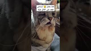 جدو قط تستحي تقعد على الاكل قبله #watch #funny #viral #reels #trend #explore #fypシ゚ #love #shorts