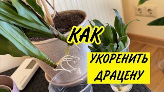 КАК укоренить драцену. Результат укоренения драцены в воде.