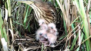 Incredible Tiniest Chick Eat Large Food | Bittern Chicks