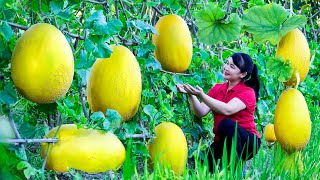 How to Harvest Yellow Melon, goes To Market Sell - Harvesting and Cooking |Tieu Vy Daily Life