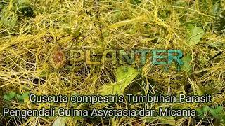 🌱🌱Cuscuta compestris Tumbuhan Parasit Pengendali Gulma Asystasia dan Micania🌱🌱