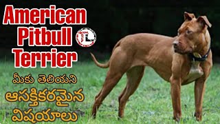 American Pitbull Terrier Dog Facts | Most Popular Dog Breed | Telugu